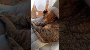 знакомство с кошками В РЕАЛЬНОЙ ЖИЗНИ!!!