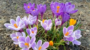 Прекрасные Крокусы и Подснежники.