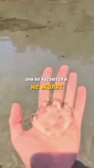 Вас тоже касается что-то скользкое и «желейное».  Не паникуйте - это не медузы.