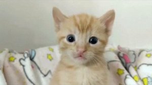 Милые котики😻