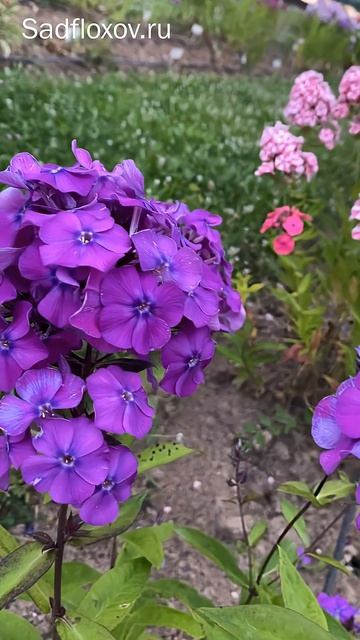 Как синеет флокс Блю Парадайз