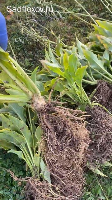 Хосты для весенних заказов