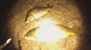 Подводная охота на сазана весной.