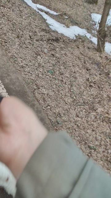 01-04-2026Прогулка  с собачкой Платошей в парке Лосиный остров