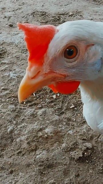 КУРЫ НЕСУШКИ ЛЕГГОРН