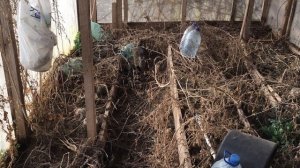 Добралась до теплицы. 1 апреля 2026