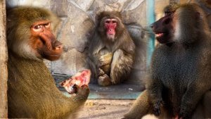 Мать держит МАЛЫША руками и НОГАМИ! Кого мы ДОЛЖНЫ накормить и СКОЛЬКО дать? У нас своё МНЕНИЕ!😁