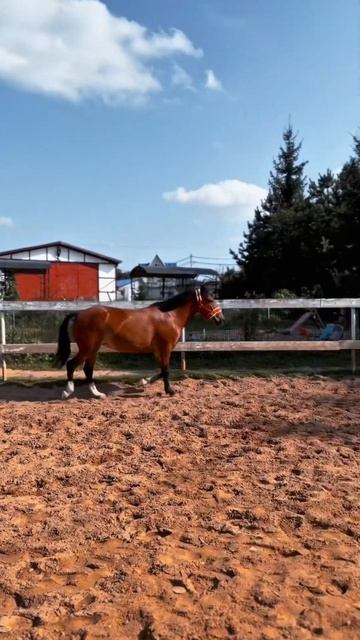 horse конный equestrian конники лошади коннаяпрогулка конныйспорт конкур конныйблог