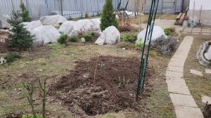 1 апреля. Сажаю розы в Подмосковье.