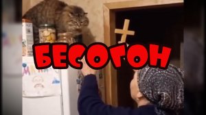 Изгоняем беса #смешныекоты #поржать
