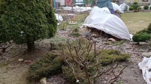 🌺 АПРЕЛЬ,обрезаем метельчатую гортензию 🌺