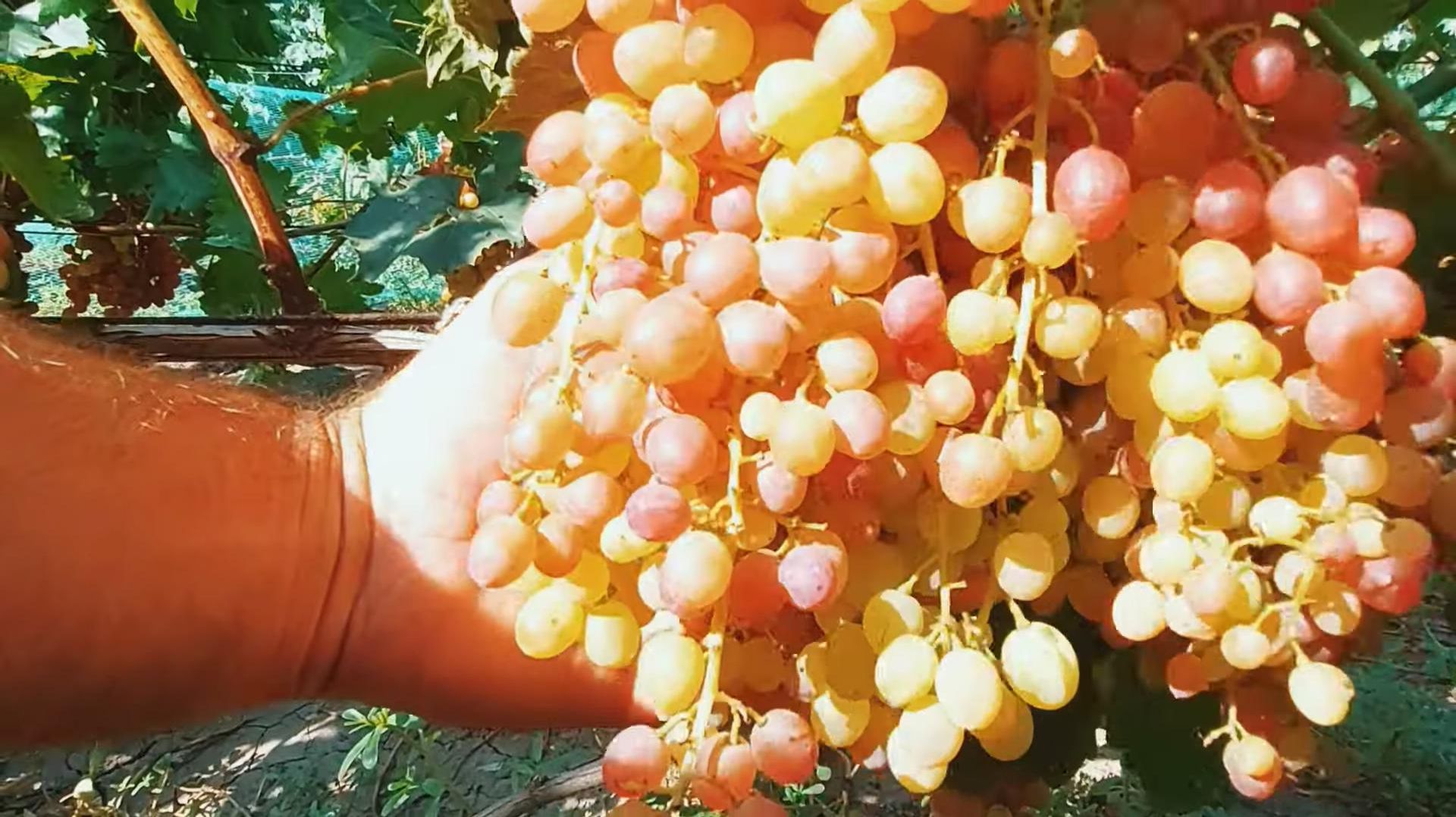 Кишмиш Велес Крупный Элита Ростов-на-Дону | Донская лоза