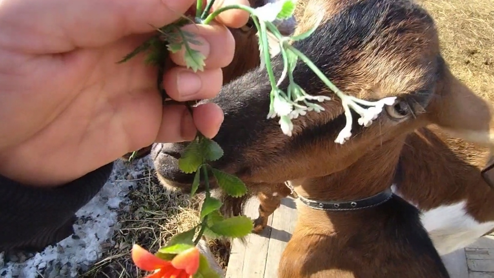 01-04-2026 Козы нашли мои цветы 🤦 / козы / куры / деревенская жизнь.