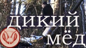Добыча мёда колодами скрученными
