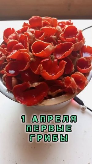 Первые грибы подмосковье