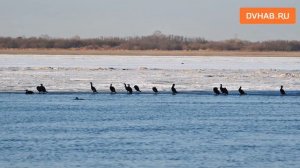 Бакланы на хабаровской набережной