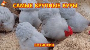 Самые крупные куры Кохинхин