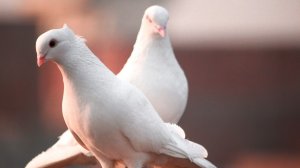 Международный день птиц. Такое утро