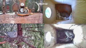 #онлайн_кормушка_для_птиц. 1 апреля 2026 года. г. Калуга