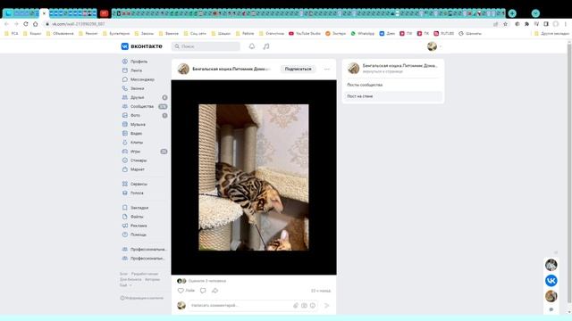 Котята питомника кошек  ДОМАШНИЙ ЛЕОПАРД