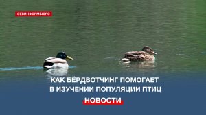 Наблюдение за птицами: как бёрдвотчинг помогает в научном изучении популяции птиц