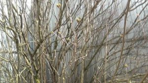 СИРЕНЬ  💥  ПОЧКИ    💥 ПОДПИШИСЬ