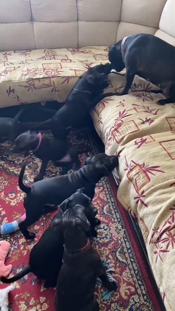 Мама и щенки