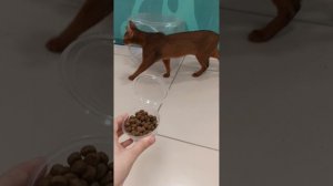 на выставке котек