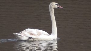 Лебедь-шипун на реке Ока, это город Орёл. Апрель 2026 год.