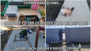 Оборона семян от пушистого захватчика 😼 Семена пока думают... Задняя часть забора и калитка готовы!