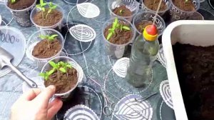 Работы с рассадой помидоров через полмесяца