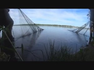 ЗАБРОСИЛИ НЕВОД ПРЯМО В УСТЬЕ РЕЧКИ НА МОНСТРА ЩУКУ!