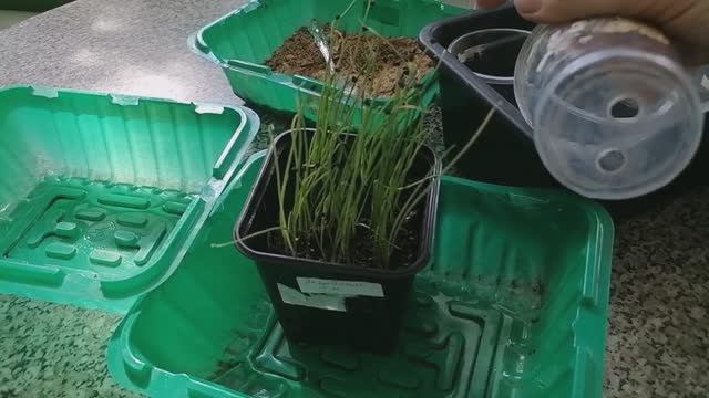 🧅 Пикировка рассады лука Эксибишен