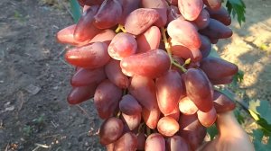 Супер Виноград Дубовский Розовый Ростов-на-Дону | Донская лоза