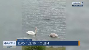 Спасенного от агрессивного сородича лебедя выпустили в озеро под Новороссийском