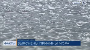 В Щербиновском районе возбудили дело о массовой гибели рыбы на 50 млн рублей