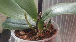 Работа работой, а орхидеями заниматься надо.