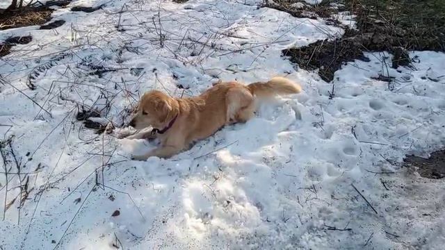 1 апреля: Буля радуется последнему снежку на Лосином острове