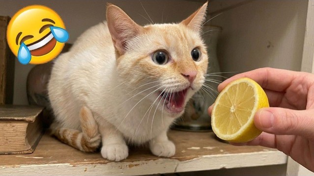 Приколы с животными🤗 Смешные видео про животных 🤗СМЕШНОЕ ВИДЕО😍 Наши любимые смешные животные