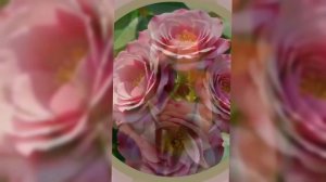 Цветы.Релакс.