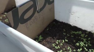 Рассада на 1 апреля