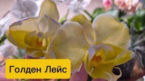 Что с драконом и белым пелором?