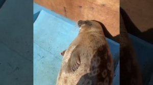 VID_20260401_130622_647.mp4