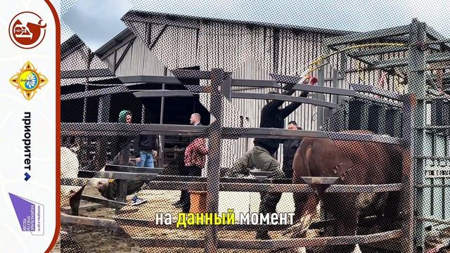 Эксперимент  Кормовые добавки