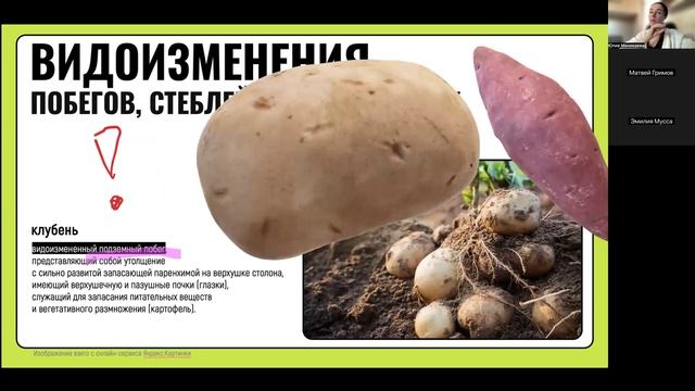 Лист. Видоизменения корней и побегов. Семя. Листопад (ср 18-00)