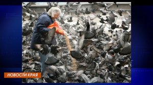 Штрафы за кормление птиц и другие новости края