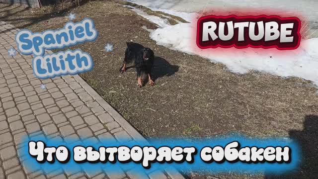 Что вытворяет этот собакен 😳