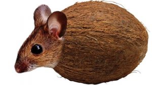 ЭТО КОНЕЦ? СТРАШНАЯ ПРАВДА КОТОРУЮ НИКТО НЕ ОЖИДАЛ! ЧТО СКРЫВАЕТ КОКОСИЧ...