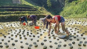 Сбор большого количества улиток с грязевых полей для продажи. Уход за садом тростника. Нхат. Вьетнам