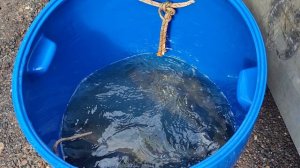 Партия Форели 01.04.2026г.